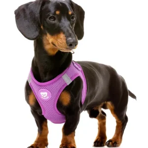Dukier Purple Arnés Body